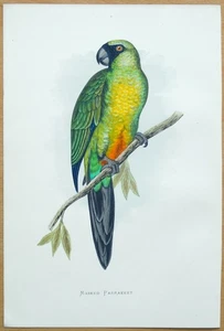 Antique Parrot Print MASKED PARRAKEET Original Greene Bird Engraving 1884 - Picture 1 of 2