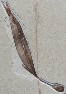Sapindopsis 116 - Excellent Color & Preservation - Cretaceous Fossils Lebanon - Picture 1 of 3
