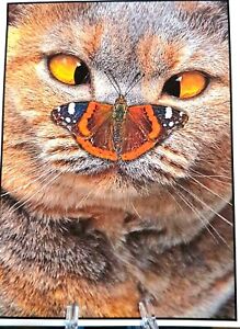 KITTY'S NOTE CARDS - Set of 10 + Envelopes - "Wall Eyed Tabby"