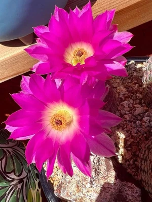 Single Or Cluster Of 2 🌵Rainbow Hedgehog Cactus - Image 1 of 4