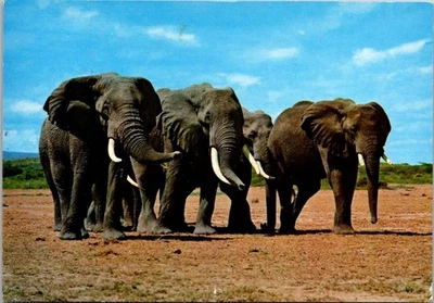 Tarjeta postal con foto de elefantes de Kenia 2003 Foto 1 de 2