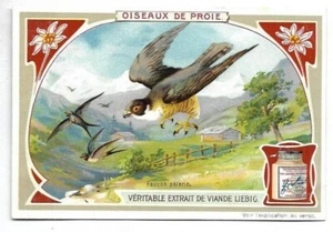 Faucon pèlerin - - Oiseaux de proie - Chromo Liebig - Trade card - Imagen 1 de 2