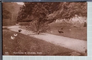 OLD POSTCARD ARUNDEL CASTLE PEACOCKS - Picture 1 of 2