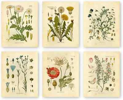 Botanical Prints Wildflower Prints Floral Wall Art - Set of 6 - 8x10 - Unframed
