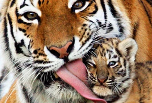 BEAUTIFUL BENGAL TIGER & HER CUB * LARGE A3 SIZE QUALITY CANVAS PRINT - Picture 1 of 1