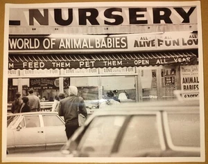 SELTENES ORIGINALFOTO CONEY ISLAND MURRAY ZARET'S. BABY TIER SHOW FÜTTERN SIE - Bild 1 von 5
