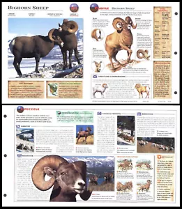 Fold-Out Sheet - Bighorn Sheep - 154 - Picture 1 of 1
