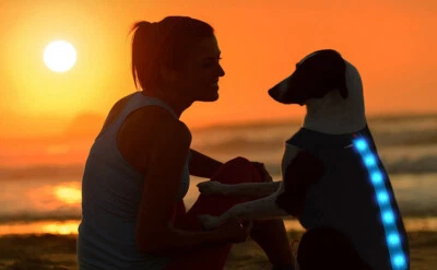 Small Blue Waterproof Rechargeable LED Dog Coat Hi Vis Reflective Vest Safety  - Image 1 of 4