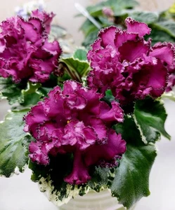 African violet AP Kharizma. Starter plant. - Picture 1 of 4