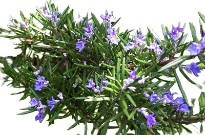 Rosemary Seeds, NON-GMO, Heirloom  25 seeds Free Shipping! - Image 1 of 3