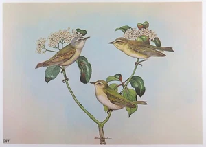 Rex Brasher Bird Print, Tennessee Warbler on Black Haw branch, 16x12 in. - Picture 1 of 3