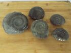 5 Whitby Ammonite Fossils