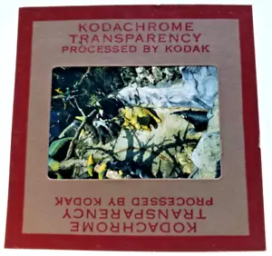 Kodachrome SLIDE | *1950s* Hong Kong TIGER BALM GARDEN Exhibit - RED BORDER - Picture 1 of 2