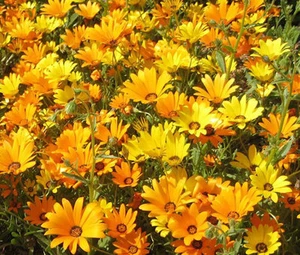 AFRICAN DAISY MIX Dimorphotheca Sinuata - 5,000 Bulk Seeds - Picture 1 of 1