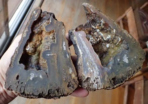 Botryoidal Fossil Coral 2 Pc Geode GA Agate Best Fluorescent Specimen Sea WC105 - Picture 1 of 12