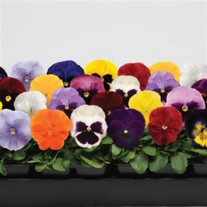 Pansy Seeds Pansy Spring Matrix 25 Seeds Extra Large Flowers - Picture 1 of 1