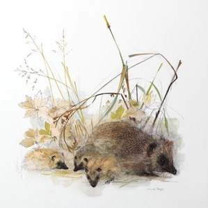 Mads Stage Hedgehog Wildlife Art Print Stenders Forlag Denmark Unframed Sheet - Picture 1 of 5