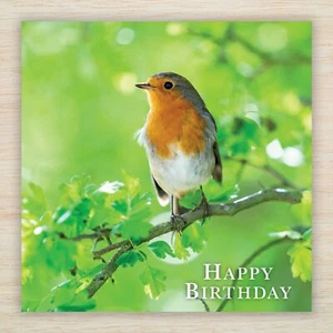 Tarjeta en blanco de cumpleaños Robin Redbreast - British Birds Wildlife Nature - Post gratuito - Imagen 1 de 12