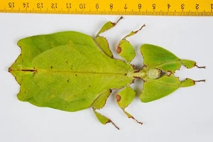 PHYLLIIDAE - GIANT LEAF INSECT - Phyllium / Pulchriphyllium giganteum (F) - 9784 - Picture 1 of 1
