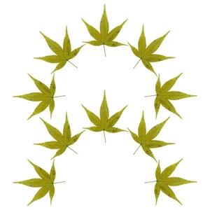  1 Beutel Sushi Ahornblätter Serviertablett Sashimi Hintergrund Japanisches Sushi Tablett - Bild 1 von 12