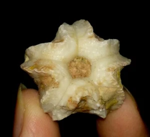 002 ECHINODERMATA BLASTOIDE, DELTOBLASTUS TIMORENSIS DE TIMOR INDONESIA, 25MM - Imagen 1 de 7