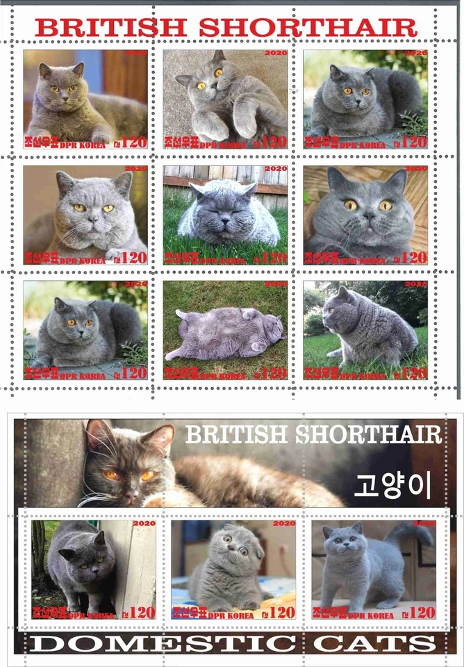Stamp sheet+block British Shorthair Cat Korea issue 2020 - Image 1 of 1