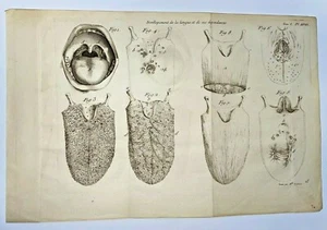 ANATOMIE- LA LANGUE 1761 GRAVURE ORIGINALE DE FONBONNE & DU VERNEY 18e SIECLE - Picture 1 of 6