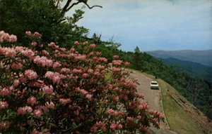Tennessee Great Smoky Mountains National Park Rhododendron Full BloomTN - Picture 1 of 2