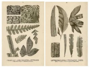1910 FRAAS PREHISTORIC FOSSILS LITHO Mesozoic: algaes, seaweed, cycads, ... - Picture 1 of 5