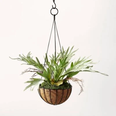 HILTON CARTER FOR TARGET 13" Artificial Hanging Staghorn Plant - Hilton Carter