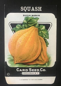 1920s Litho Antique Vintage Card Seed Co Packet Pack Squash Boston Marrow Mint - Bild 1 von 2