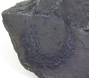 Fisch, Palaeoniscum freieslebeni, Perm, Kupferschiefer, Mansfeld, BRD -m49 - Picture 1 of 5