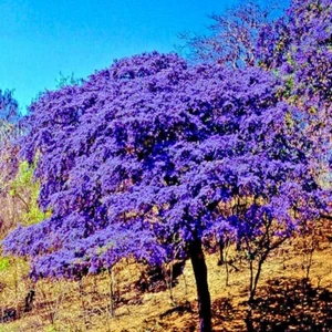 10 Holywood Lignum vitae (Guaiacum officionale) Tree Seeds Exotic Hard Wood RARE - Picture 1 of 10