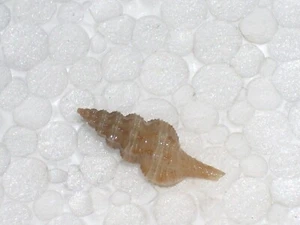 FUSINUS SP. FANTASTIC - Picture 1 of 2