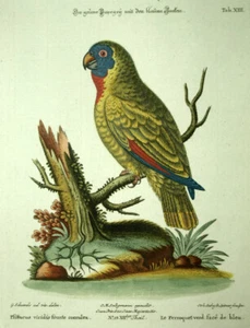 Gravure oiseau LE LORIQUET A TETE BLEUE ou TRICHOGLOSSUS HAEMATODUS Seligmann - Picture 1 of 2