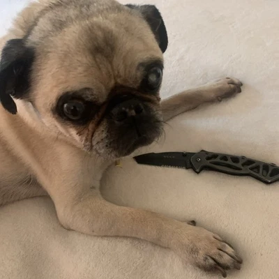 Buck 870 Bones Folding Pocket Knife - Image 1 of 4