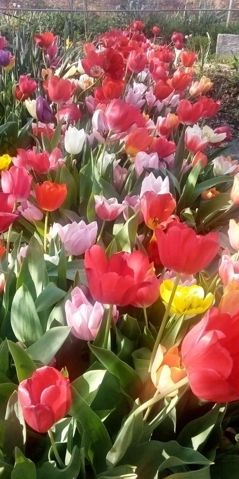 Tulip Petals.    TULIP PETALS ONLY .  Bath Petals  - Image 1 of 4