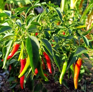 HOT JOKER 5+ Chili Samen - mittelscharf und süß-würzig - samenfeste Chilisamen - Bild 1 von 6