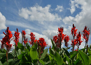 Indisches Blumenrohr - Rot - Canna Indica - 10 Frische Samen
