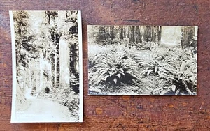 RPPC California Redwood Highway Lote de 2 fotos Patterson #805 y 924 en blanco y negro - Imagen 1 de 5