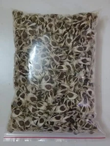 25 semi di Moringa oleifera, 1 seme PKM, rafano, semi albero bastone - Foto 1 di 5