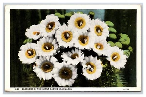 Blossoms of Sahuaro Cactus UNP WB Postcard U29 - Picture 1 of 2