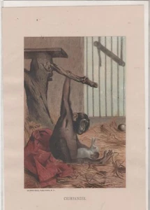 Stampa ARTE DA COLLEZIONE (1885) "SCIMPANZÉE" Cromolitografia Prang Selmar Hess - Foto 1 di 1