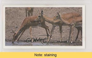 1992 Brooke Bond Natural Neighbors Tea Impala #22 READ z6d