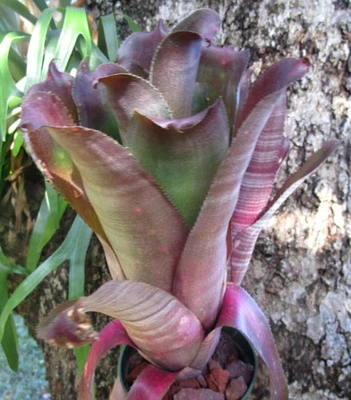BUY ANY 3 SAVE 15% BROMELIAD Billbergia LOL (Laugh Out Loud) Offset - Rare Find - Image 1 of 4
