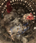 5 Chicken Hatching Eggs- Rare Breeds- Assorted Barnyard mix-Blue Mottled Cochin
