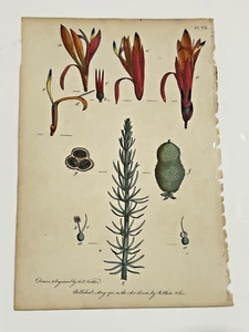 Canna Indica 1700s Antique Botanical Print Hand Illustrated F. Nodder - Imagen 1 de 6