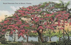 Vintage Florida Linen Postcard Royal Poinciana Tree in Bloom - Picture 1 of 2