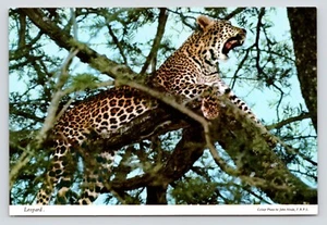 Tarjeta postal cromada emitida de colección Leopard Tanzania Kenia Uganda East African Airlines - Imagen 1 de 2