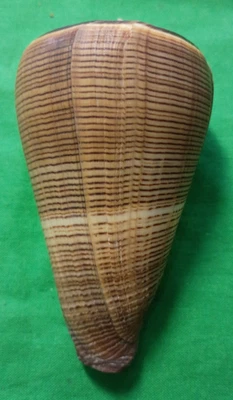 Conus loroisii insignis #M0919 Philippines 106mm - Image 1 of 4